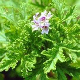 Apple Scented Geranium Seeds ~ Pelargonium odoratissimum - Indigenous Shrub - Global Shipping