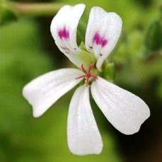 Apple Scented Geranium Seeds ~ Pelargonium odoratissimum - Indigenous Shrub - Global Shipping
