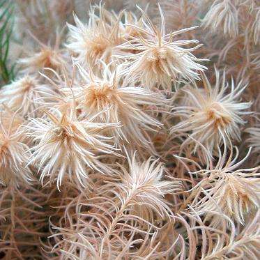 5 Phylica plumosa Seeds ~ Cape Myrtle, Flannel Flower, Flannel Bush, Featherhead - Indigenous Shrub
