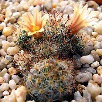 Mammillaria prolifera ssp prolifera Cactus Seeds For Sale in South Africa - Succulents
