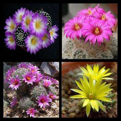 20 Mammillaria Finest Mixed Species Seeds + 40 Mixed Cactus Species Seeds + GIFTS - Succulents