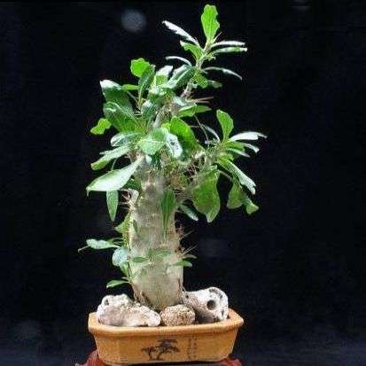 10 Pachypodium saundersii Seeds "Natural Bonsai" - Indigenous Succulent Seeds from Africa