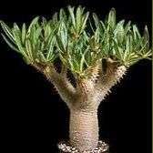 5 Pachypodium rosulatum v. gracilis Seeds - Isalo Elephants Foot - Madagascar Succulent Bonsai