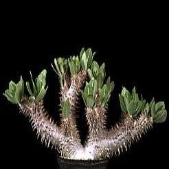 5 Pachypodium horombense Seeds - Rare Caudiciform Succulent - Bonsai - Combined Global Shipping