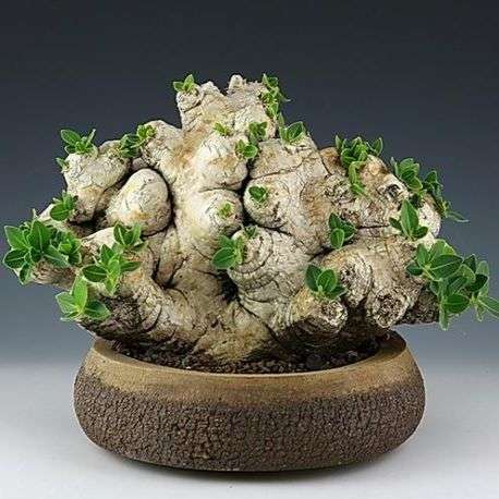 Pachypodium brevicaule Seeds - Rare Caudiciform Succulents - Bonsai