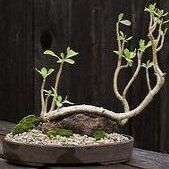 Othonna triplinervia Seeds - Indigenous South African Bonsai Seeds - Worldwide Delivery