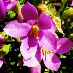 Orphium frutescens Seeds - Sow Autumn - Indigenous Perennial Shrub Seeds - Free Shipping Available