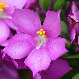 10 Orphium frutescens Seeds - Sow Autumn - Indigenous Perennial Shrub Seeds- Free Shipping Available