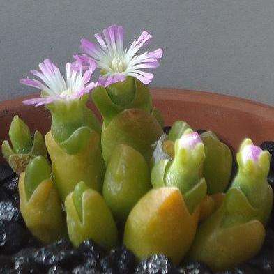 10 Oophytum oviforme Seeds - Indigenous South African Native Succulent Seeds - Worldwide Shipping