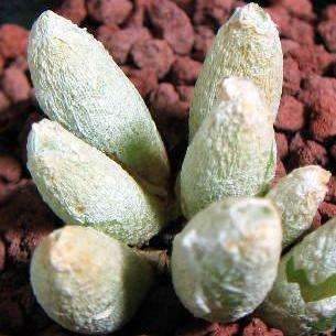 20 Oophytum oviforme Seeds - Indigenous South African Native Succulent Seeds - Worldwide Shipping