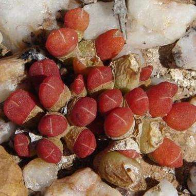 5 Oophytum oviforme Seeds - Indigenous South African Native Succulent Seeds - Worldwide Shipping