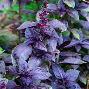 10 Sweet Basil "Dark Opal" Seeds - Ocimum basilicum ~ Culinary and Medicinal Herb Seeds