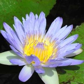 20 Purple Water Lily - Nymphaea capensis purple Seeds- Water Plants + GET FREE SEEDS WITH ALL ORDERS