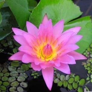 20 Pink Water Lily - Nymphaea capensis  - Water Plant Seeds To Buy in South Africa + Get Free Seeds