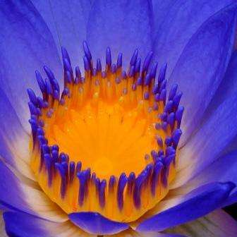 Psychoactice Plants - 5 Nymphaea caerulea Seeds - Water Lily Seeds for Sale in South Africa