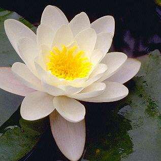 10 Nymphaea alba Seeds - White Water Lily Seeds + Get FREE Seeds with ALL orders - Psychoactive