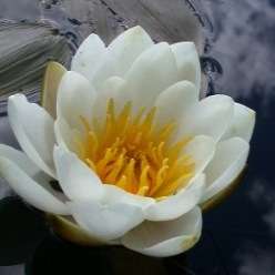 5 Nymphaea alba Seeds - White Water Lily Seeds + Get FREE Seeds with ALL orders - Psychoactive