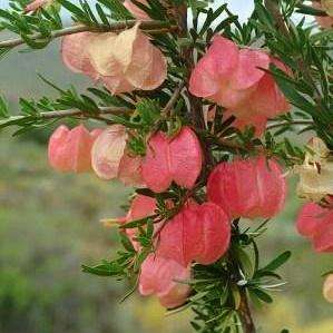 Nymania capensis Seeds - Chinese lanterns; Klapperbos - Indigenous Shrub