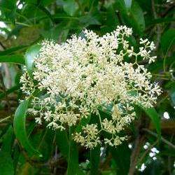 10 Nuxia floribunda Tree Seeds ~ Forest Elder, Forest Nuxia or Wild Elder - South African Indigenous