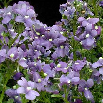 20 Nemesia fruticans Seeds - Sow Autumn - Indigenous - Annual Seeds from Africa
