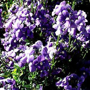 Nemesia fruticans Seeds - Sow Autumn - Indigenous - Annual Seeds from Africa