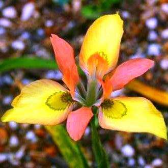 10 Moraea papilionaceae Seeds RARE - Sow Autumn - Indigenous Bulb Seeds For Sale in South Africa