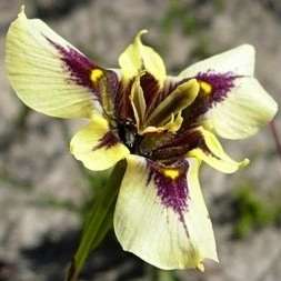 20 Moraea lurida Seeds - Indigenous - Native South African Perennial Bulb Seeds Worldwide Shipping