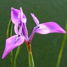 5 Moraea inclinata Seeds - Sow Autumn - Indigenous South African Bulb Seeds For Sale in RSA