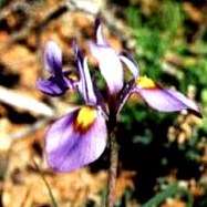 Moraea ciliata Seeds - Indigenous Bulb - South African Native Flower Seeds - Worldwide Shipping