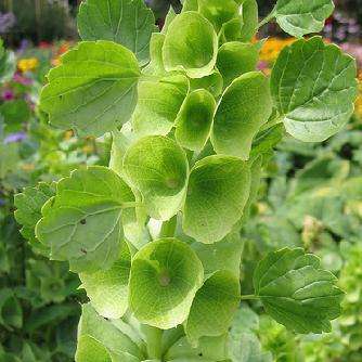 75 Bells of Ireland Seeds - Moluccella laevis - Sow Spring - Annual