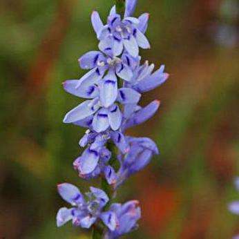 5 Micranthus alopecuroides Seeds - Indigenous South African Bulb Seeds For Sale from Africa