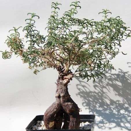 5 Mestoklema arboriforme Seeds - Indigenous South African Bonsai Succulent to Buy From South Africa