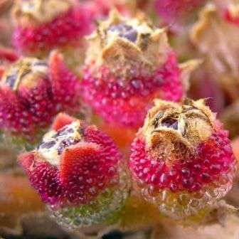 Mesembryanthemum crystallinum Seeds - Indigenous South African Succuelnt Seeds for Sale in RSA
