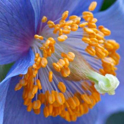5 Himalayan Blue Poppy Seeds - Meconopsis betonicifolia Seeds - Fost Hardy Perennial
