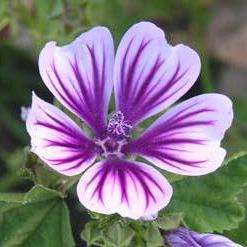 5 Malva sylvestris zebrina Flowering Shrub Seeds for Sale in South Africa - Coutrywide Shipping