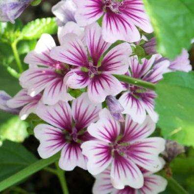 10 Malva sylvestris zebrina Flowering Shrub Seeds for Sale in South Africa - Coutrywide Shipping
