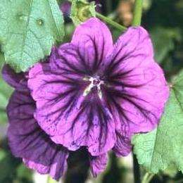 50 Malva sylvestris mauritiana Seeds - Bulk Hardy Flowering Perennial Shrub Seeds in South Africa