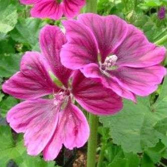 Malva sylvestris mauritiana Seeds - Hardy Flowering Perennial Shrub Seeds in South Africa