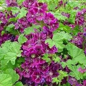 5 Malva sylvestris mauritiana Seeds - Hardy Flowering Perennial Shrub Seeds in South Africa