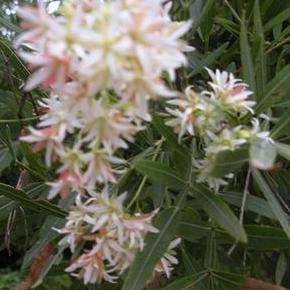 20 Loxostylis alata Tree Seeds ~ Tarwood, Wild pepper tree, Teerhout, Tierhout - Bulk Indigenous