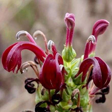 10 Lobelia polyphylla Seeds - Tabaco del diablo , Tupa Seeds - Flowering Shrub