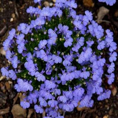 5 Lobelia erinus Seeds - Wild Lobelia - Indigenous South African Annual Seeds - Wolrdwide Shipping