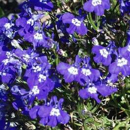 10 Lobelia erinus Seeds - Wild Lobelia - Indigenous South African Annual Seeds - Wolrdwide Shipping