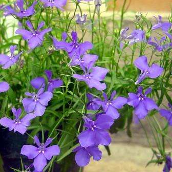 500 Lobelia erinus Seeds - Wild Lobelia - Bulk Indigenous South African Annual - Wolrdwide Shipping