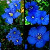 200 Linum perenne Seeds - Blue Flax Seeds + Get FREE seeds! - Sow All Year - Bulk Perennial Seeds