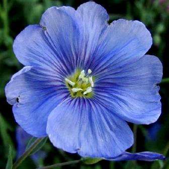 Linum perenne Seeds - Blue Flax Seeds + Get FREE seeds! - Sow All Year - Perennial Seeds
