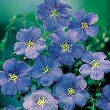 25 Linum perenne Seeds - Blue Flax Seeds + Get FREE seeds! - Sow All Year - Perennial Seeds
