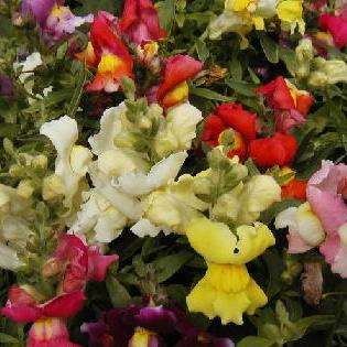 200 Morrocan Toad flax Seeds - Linaria maroccana - Annual Seeds