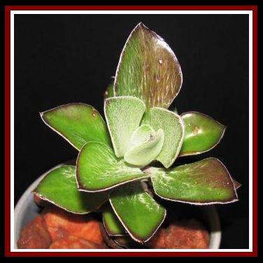 Senecio medley-woodii Seeds - Buy Seeds for Indigenous South African Succulents + FREE SEEDS