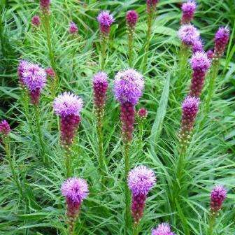 Prairie Gay Feather Seeds - Liatris spicata - Sow Spring - Perennial Seeds for Africa and Worldwide